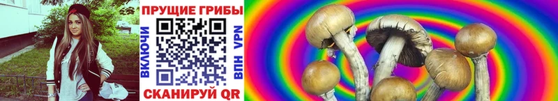 Галлюциногенные грибы Psilocybine cubensis сколько стоит Мытищи